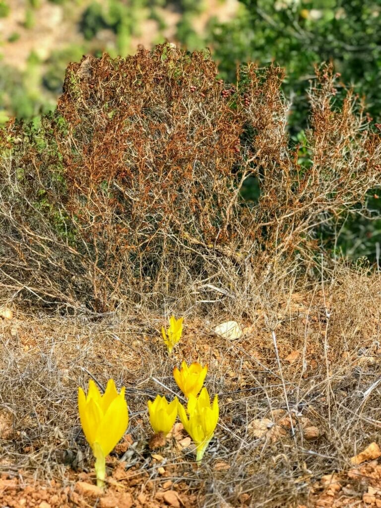 Nahal Sorek Hike.