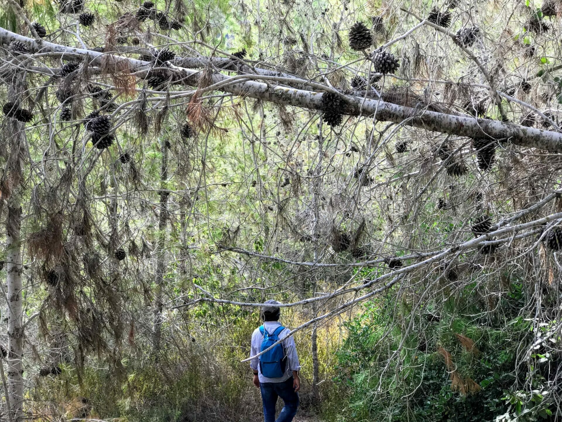 Nahal Sorek Hike.