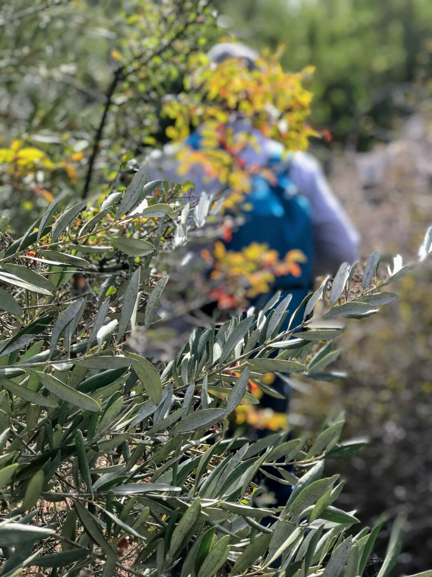 Nahal Sorek Hike.