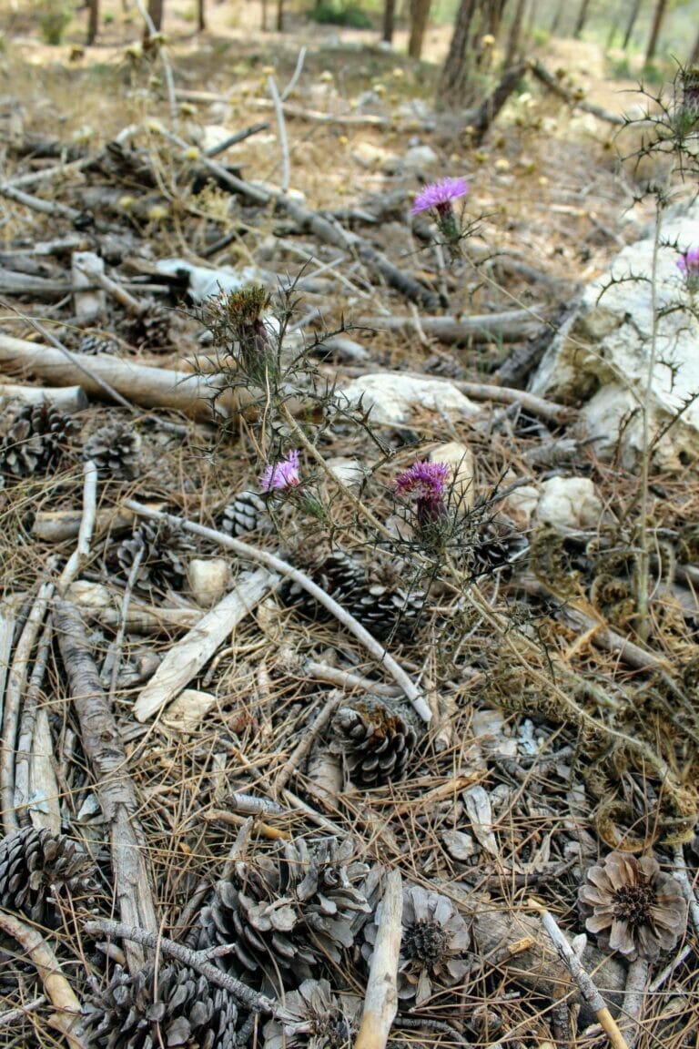 Sataf Hike Mount Eitan