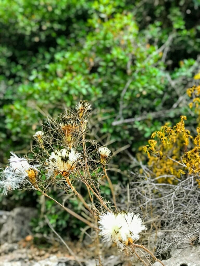 Schuster Trail Israel hike.