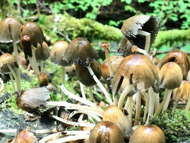 Hiking Scotland - mushrooms.
