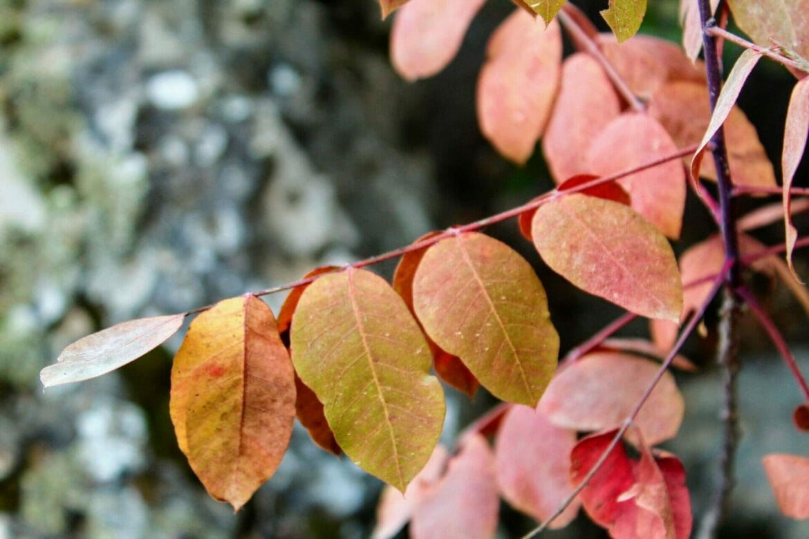 The Scenic Trail at Nahal Katlav