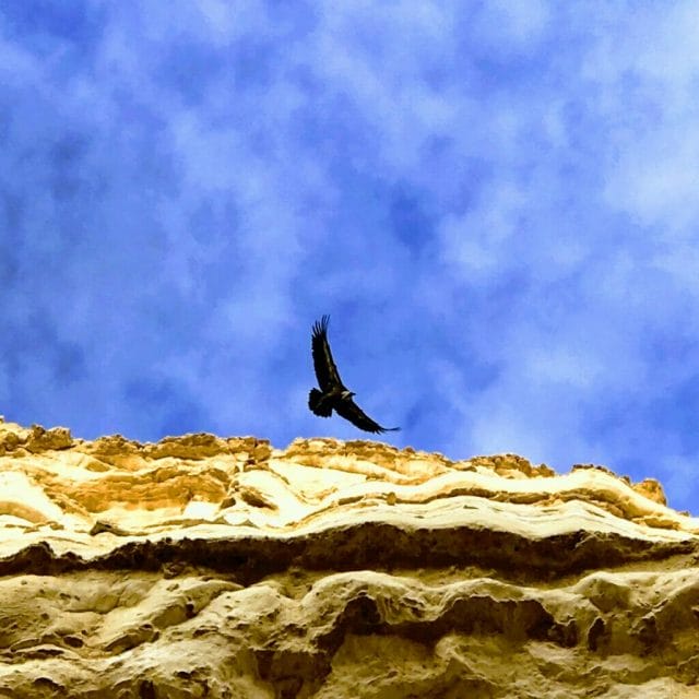 Ein Avdat vulture.