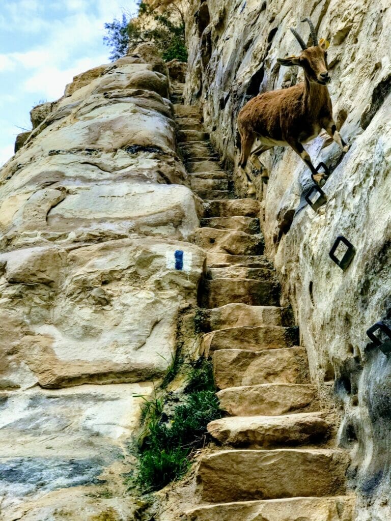 Ein Avdat ibex.