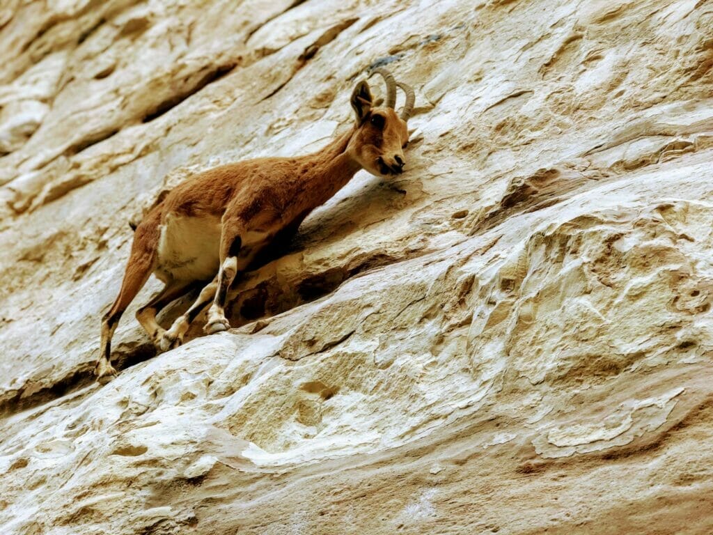 Ein Avdat ibex.