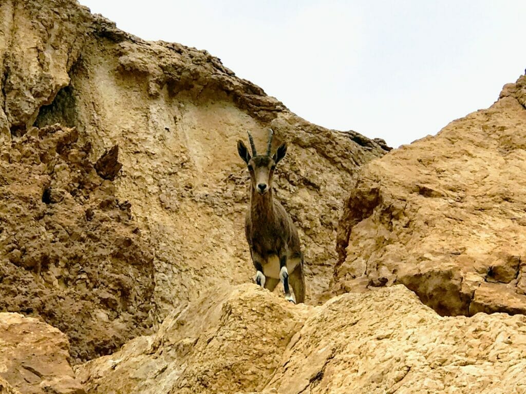 Ramon Crater - Ibex.