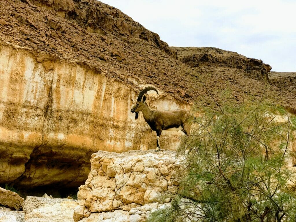 Ramon Crater - Ibex