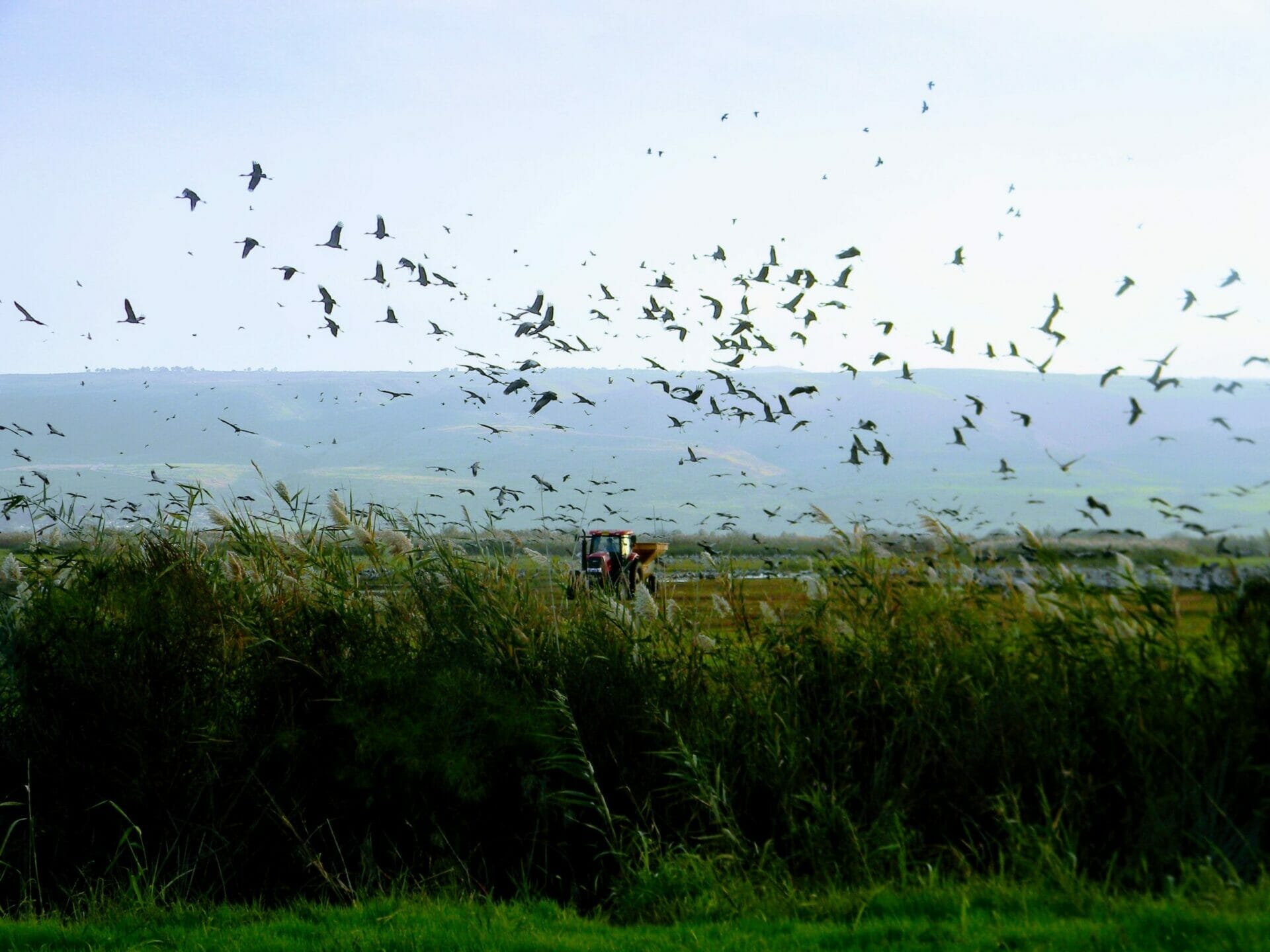 Birds at Agamon Hahula