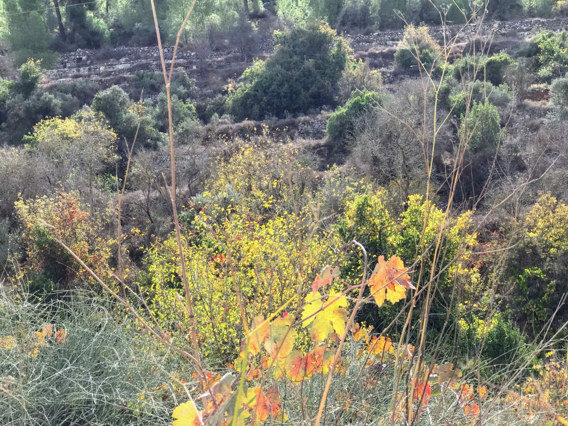 Hiking to Derech Hagefen Jerusalem.