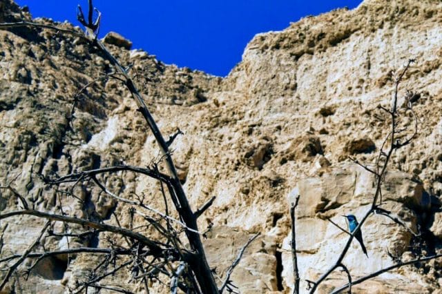 Nahal Arugot Ein Gedi Hike.