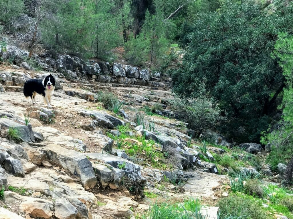 Beit Shemesh Hike - Kedoshim Forest.