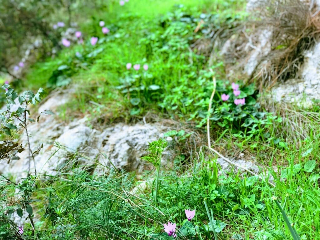 Beit Shemesh hike. Kedoshim forest.