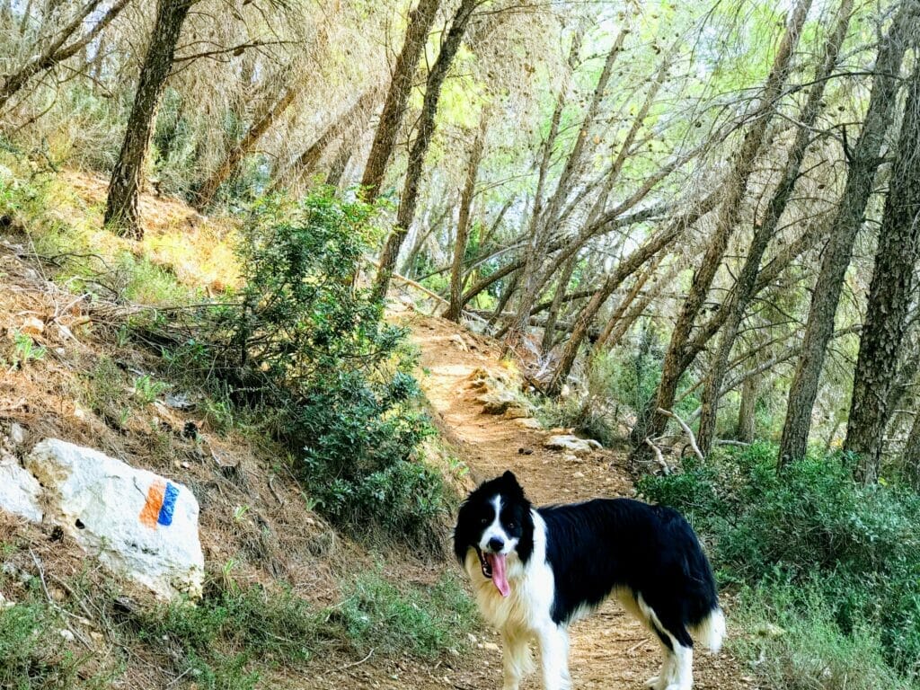 Beit Shemesh Hike- Kedoshim Forest.