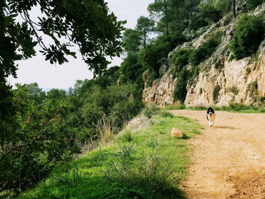 Beit Shemesh Hike - Kedoshim Forest.