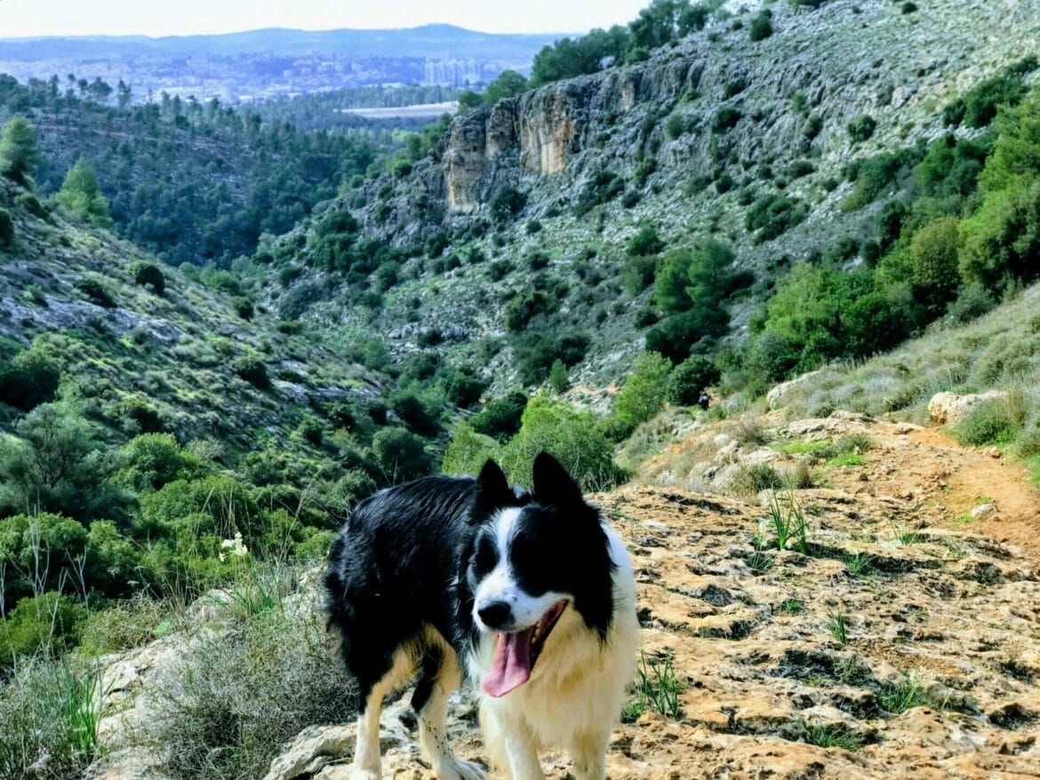 Kedoshim Forest – Carmila Mountain and Riverbed