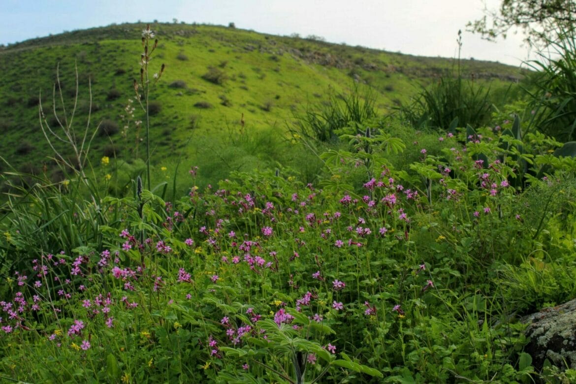 Rare Beauty – Nahal Tavor in the Galilee