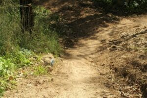 Closer look at the blue trail marker on the ground at the turnoff. Ben Shemen hike.