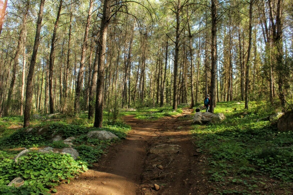 Ben Shemen Forest Walk