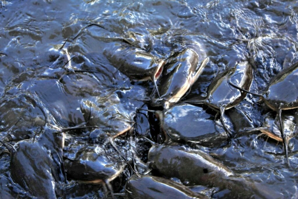 Yarkon National Park hike.