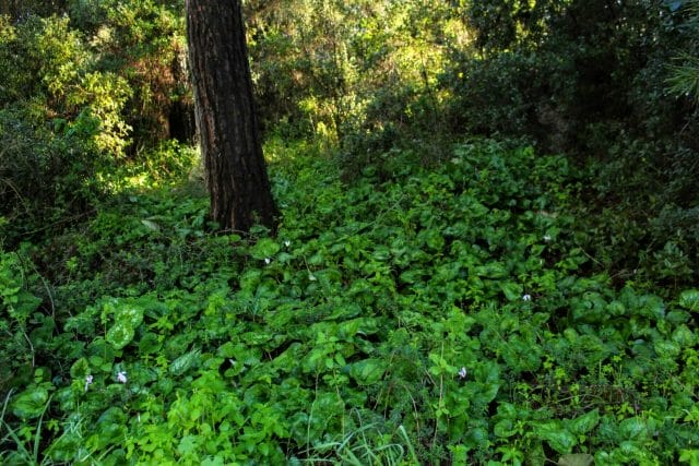 Park Adulam Beit Shemesh Hike.