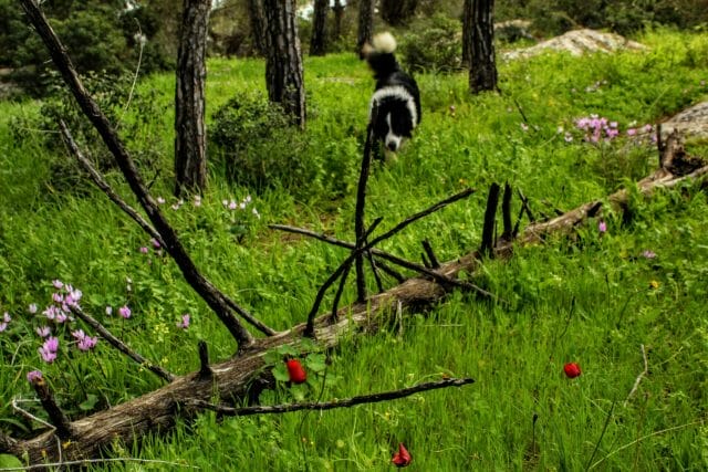 Givat HaTurmosim hike.