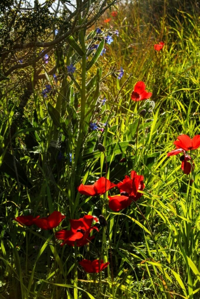 Ruhama Badlands Darom Adom.