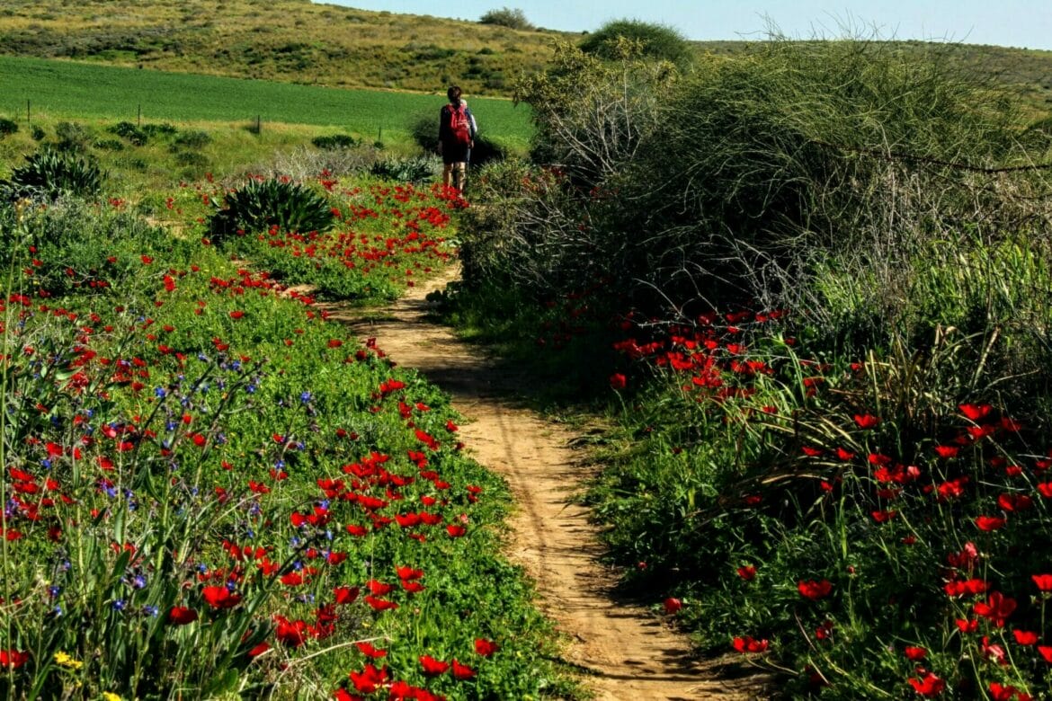 Fields of Red in the Ruhama Badlands