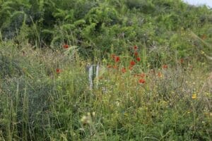Follow the path and search for the hidden trail markers. Hof HaSharon Reserve hike.