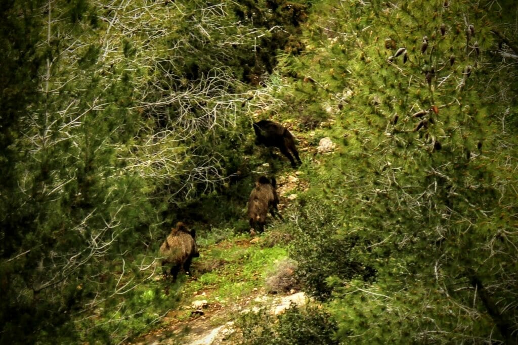 Nahal Yitla - Neve Ilan Forest