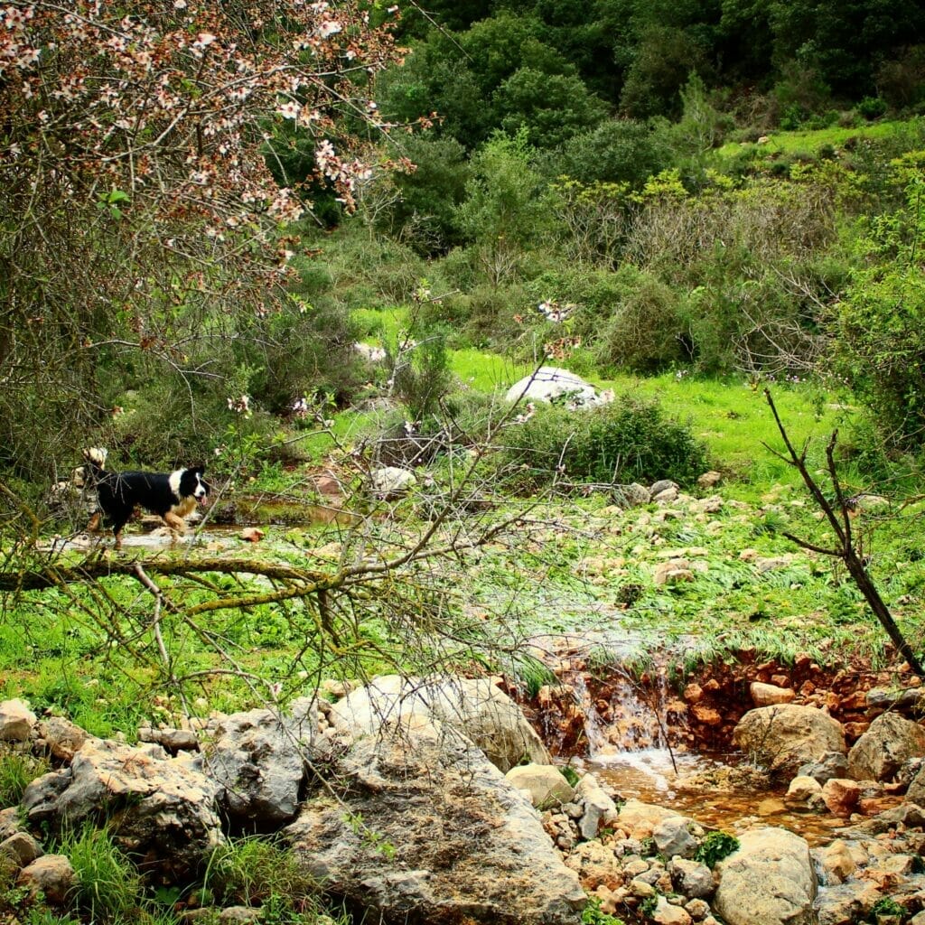 Nahal Yitla - Neve Ilan Forest