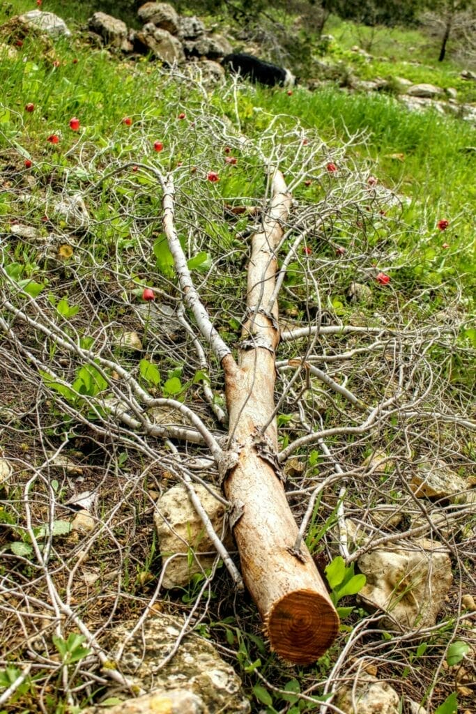 Nahal Yitla - Neve Ilan Forest
