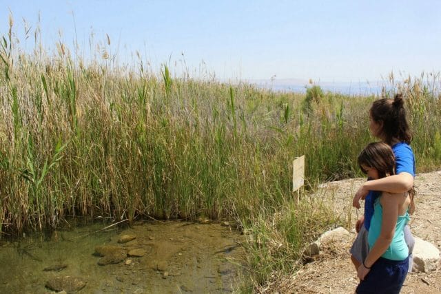 Enot Tsukim and the Hidden Reserve.