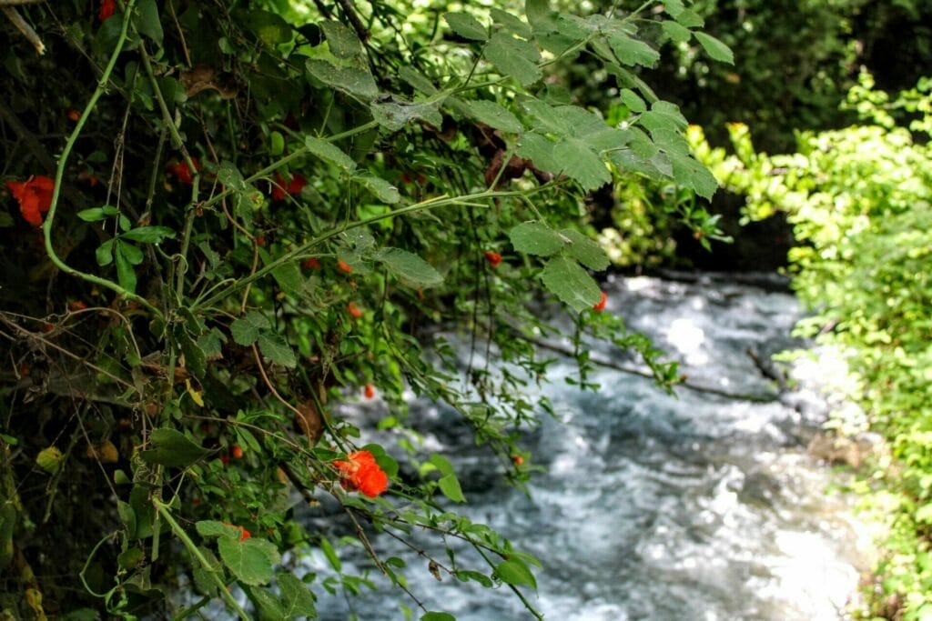 Banias Springs Hike.