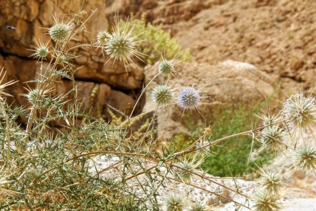 Nahal Dragot Circular Hike.