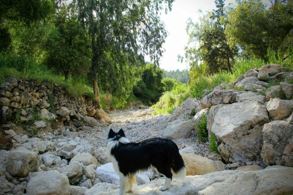 Beyond Kobi Bridge hike.