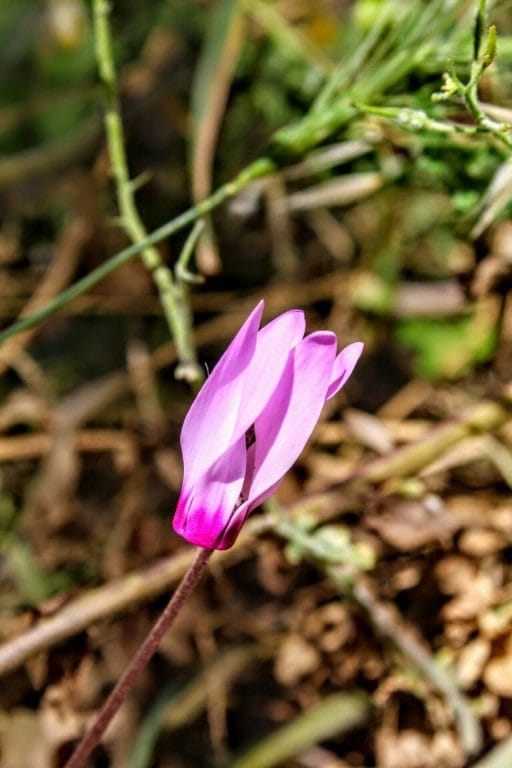 Cyclamen Hill Tal Shahar