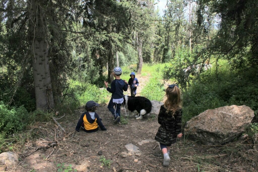 Cyclamen Hill Tal Shahar