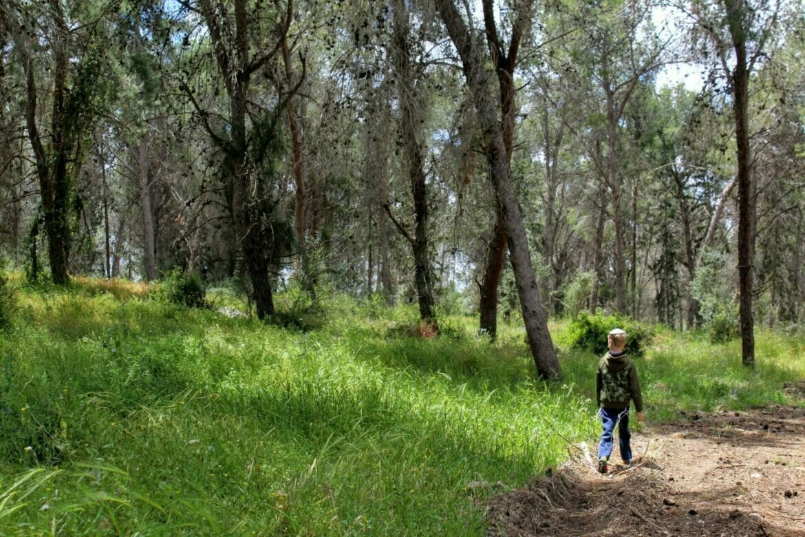 Cyclamen Hill – Tal Shahar