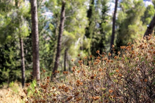 Jerusalem Forest hike