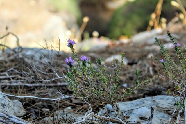 Shvil Haerez - Jerusalem Forest hike.