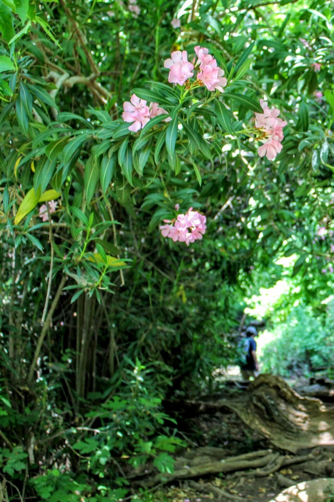 Nahal Snir River Walk