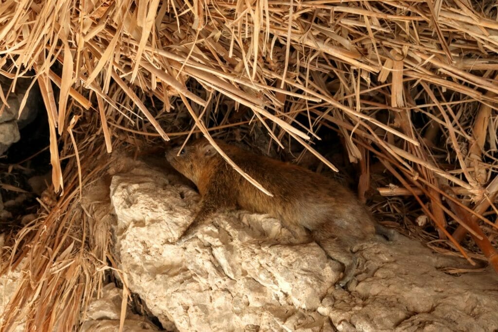 Nahal David at Ein Gedi