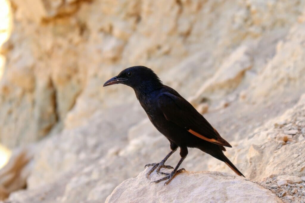 Nahal Salvadora hike.