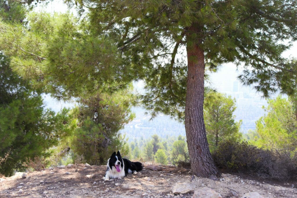 Mount Heret Sataf Jerusalem