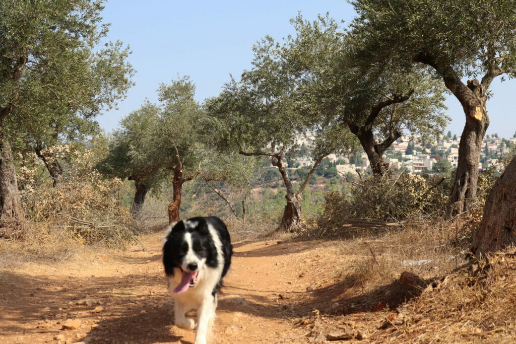 Mount Heret Sataf Jerusalem