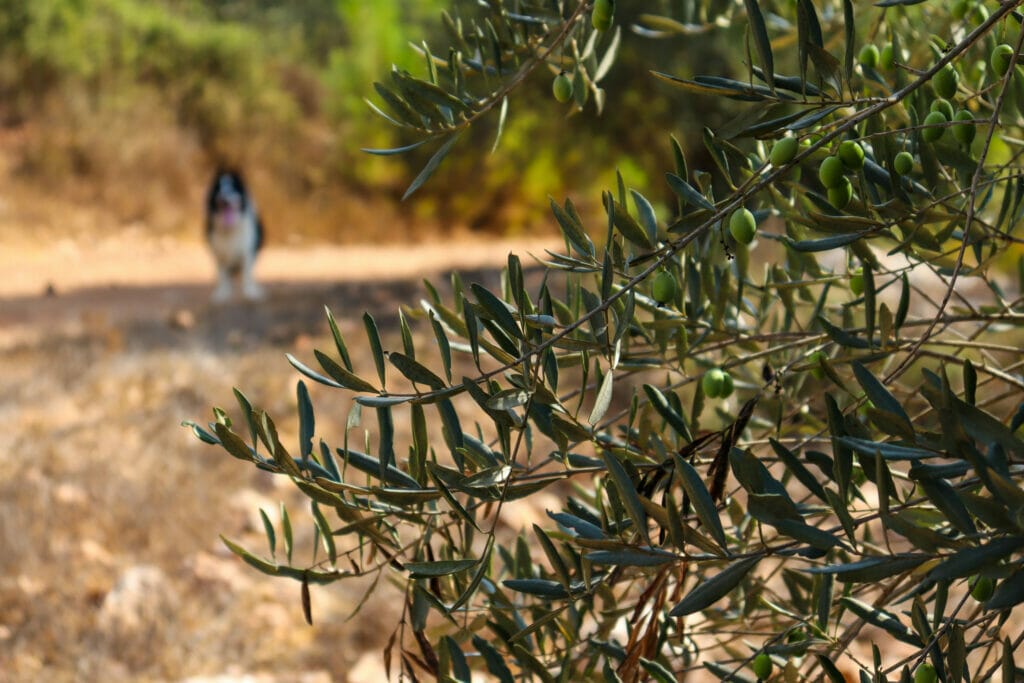 Mount Heret Sataf Jerusalem