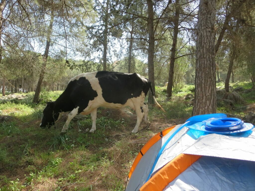 On the Israel Trail.