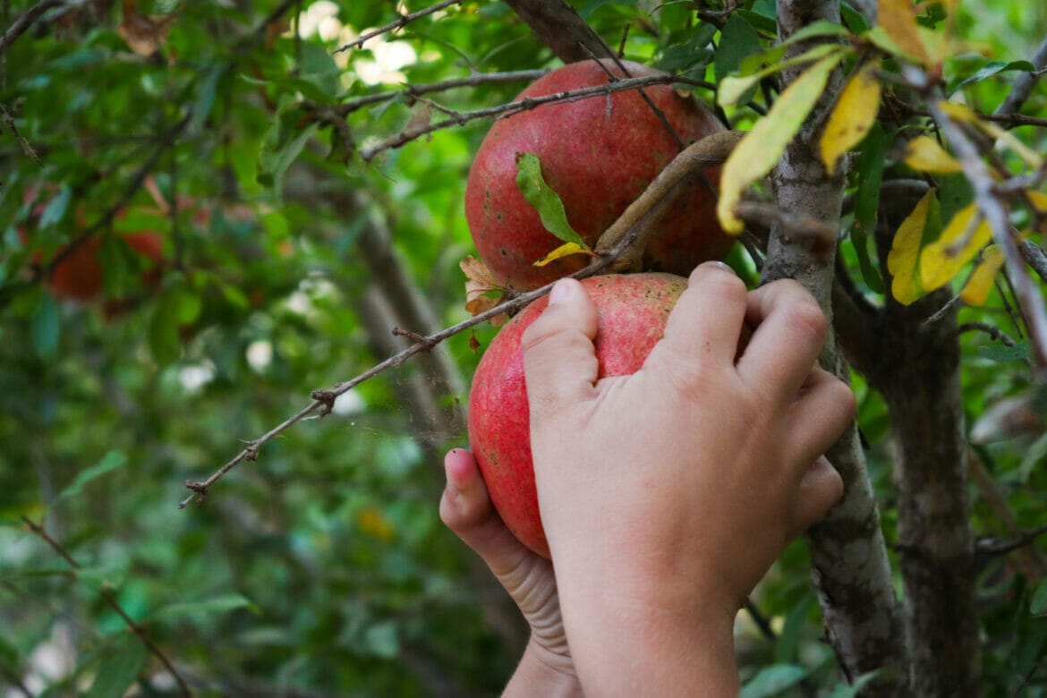 Ten Family Hikes for Sukkot in Israel – 2019