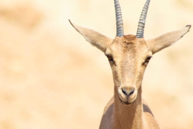 Desert ibex at En Gedi